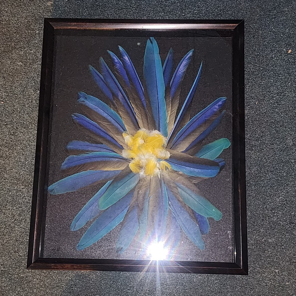 Blue And Gold Mcaw Feathers Behind Display Case.