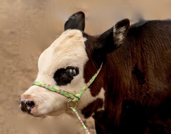 Halter All SMALL Yearling Calf, Mini Cow Endless Adjustable Breaking PATTERN USA
