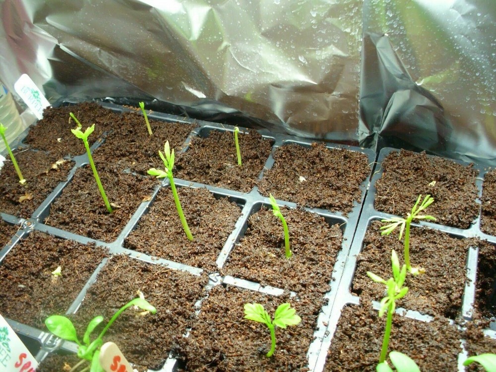 COCO COIR / COCO PEAT / 100% NATURAL ORGANIC COMPOST / HYDROPONIC GROWING MEDIA