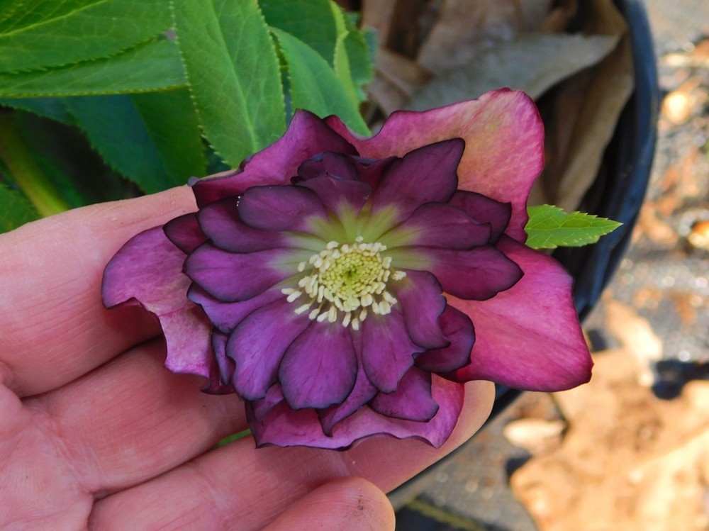 Hellebore Plants Mixed Double Flowered Seedlings