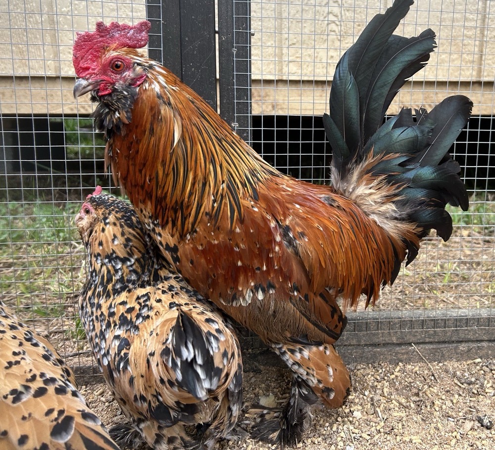 Belgian Bearded Mille Fleur D’Uccle Hatching Eggs 6 Plus 1