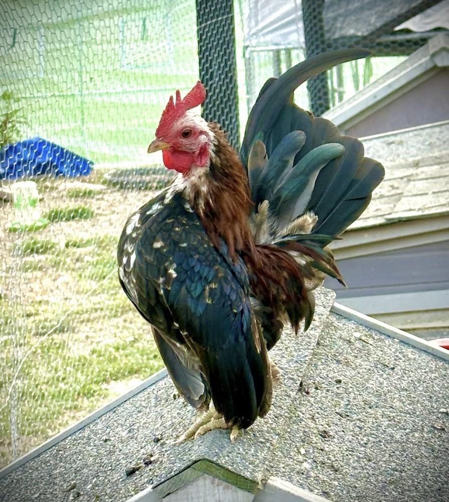 Serama Chicken Hatching Eggs 6+