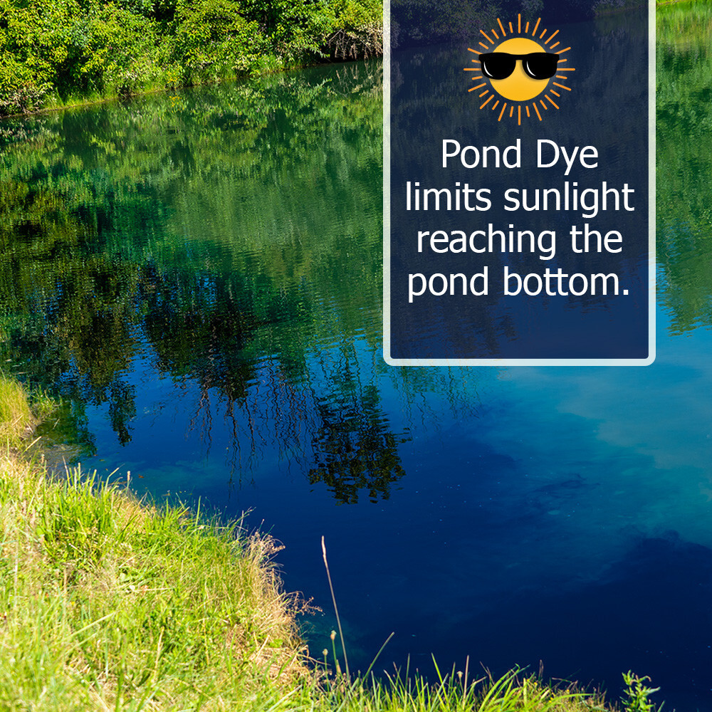 Vivid Blue Pond Dye Packets- 6 water soluble packets