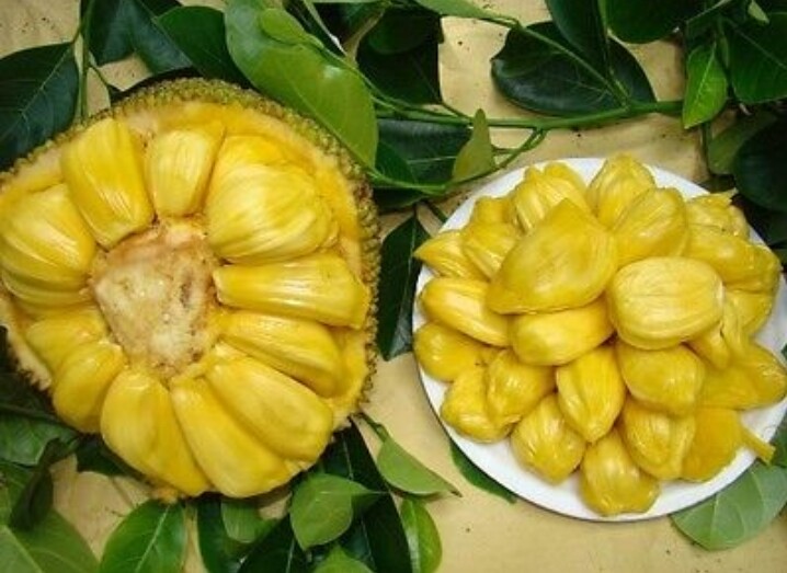 Oraganic Fresh JackFruit Seeds Tropical Worlds Largest Tropical Fruit seed