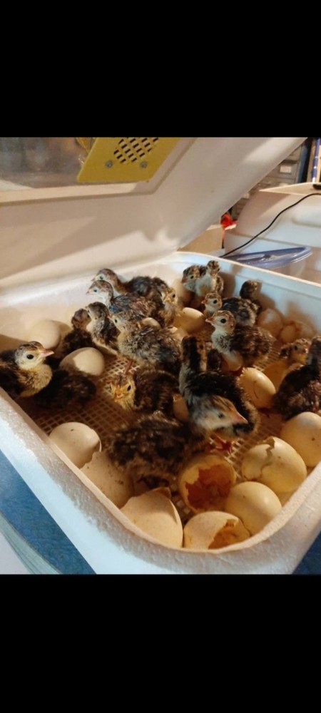 12 Eastern Wild Turkey Hatching Eggs