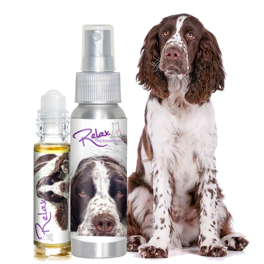 Is Your Springer Spaniel Afraid of Thunder? Fireworks? Try Relax Aromatherapy