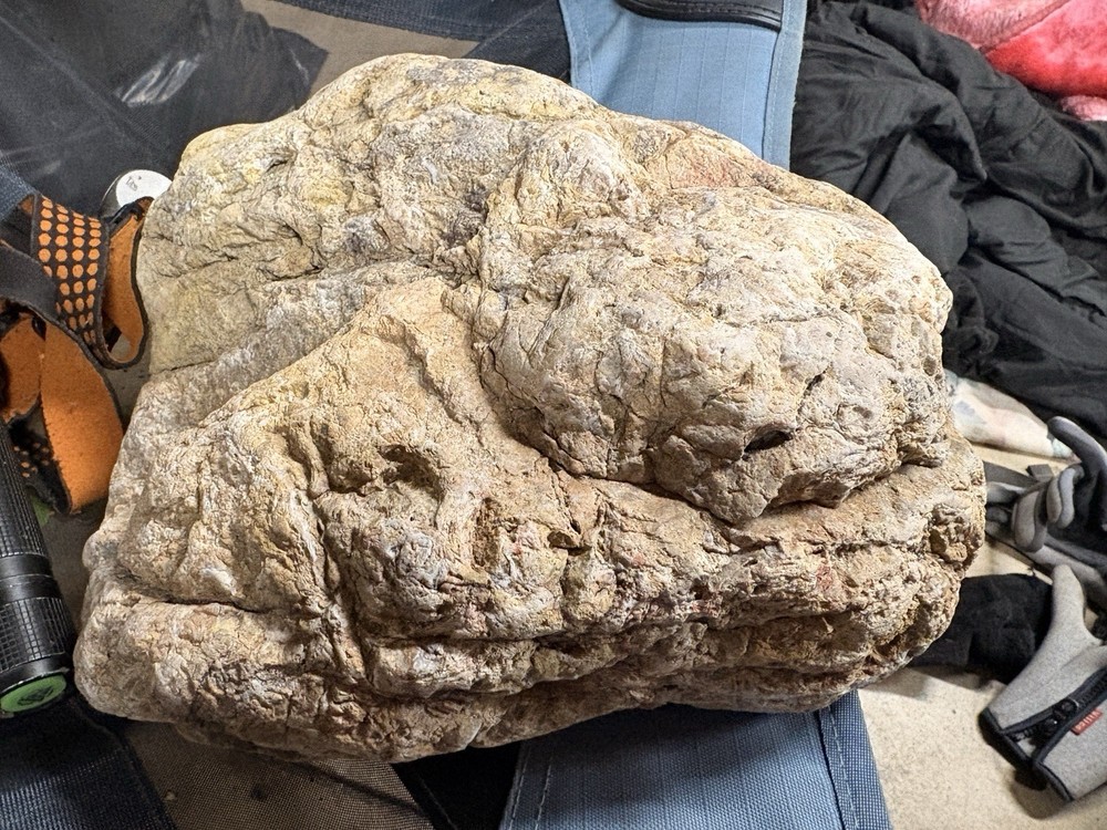 Crystallized Petrified Wood