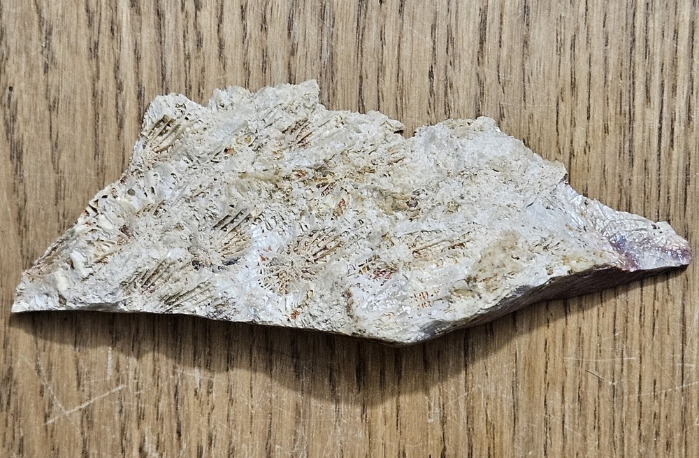 Fossized Coral Lapidary Slab 78 Grams