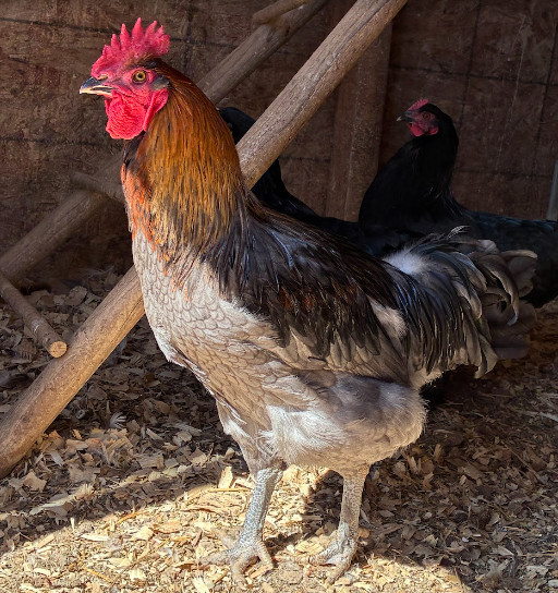 Mars Bars Olive Egger Fertile Hatching Eggs Kit 10++