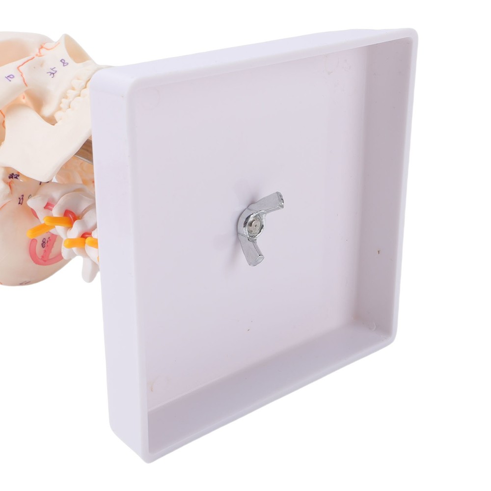 1/2 Skull With Cervical Spine & Brain Teaching Display Model