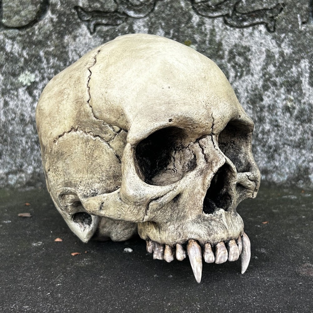 Life Size Realistic Vampire Skull