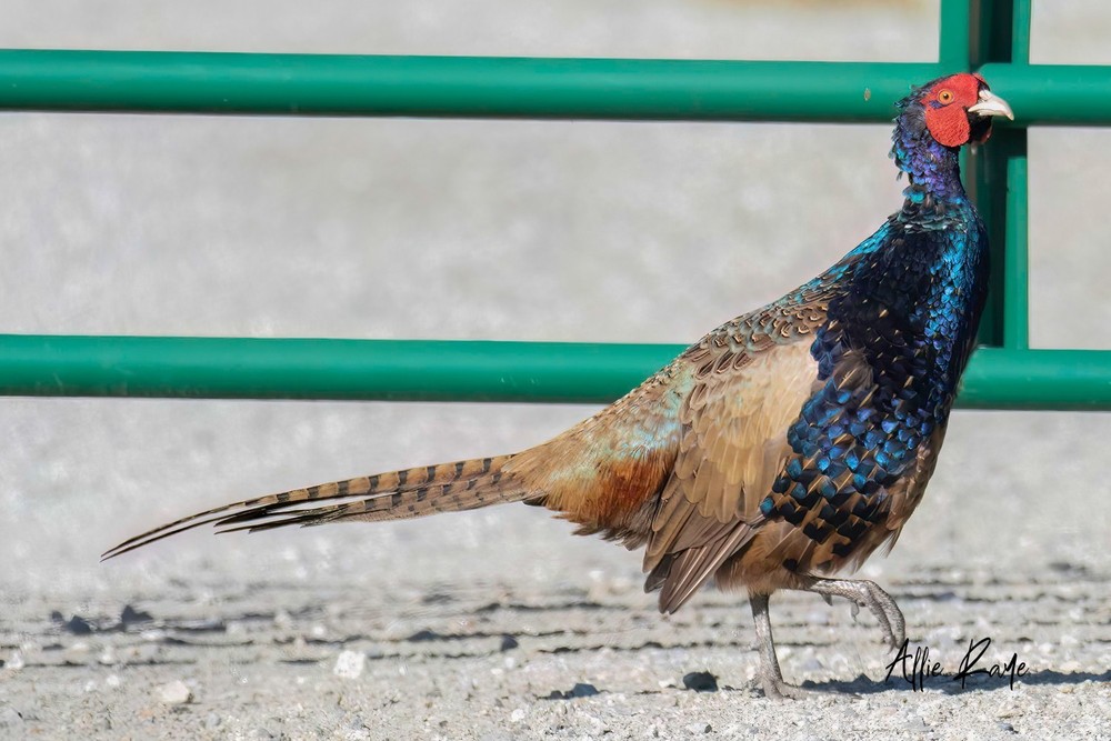 8 Green Variant Pheasant Hatching Eggs
