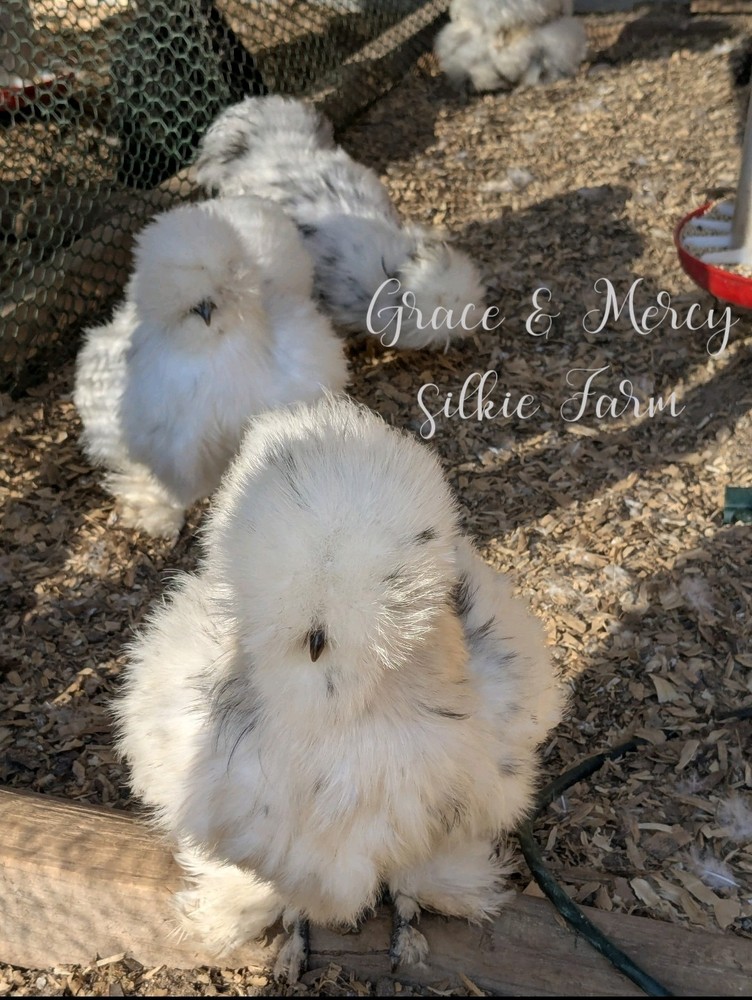 12 Quality Buff & Paint Eggs NPIP