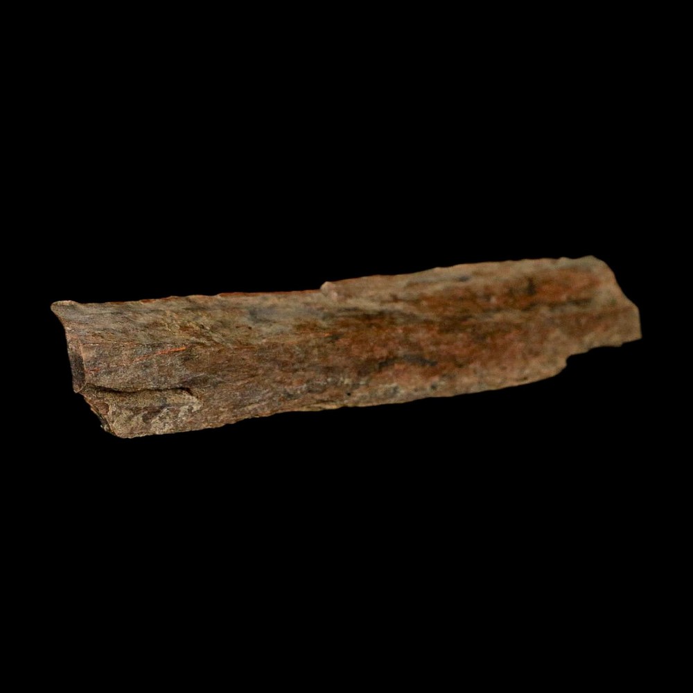 4.1" Corythosaurus Fossil Limb Bone Section Judith River Cretaceous Dinosaur COA
