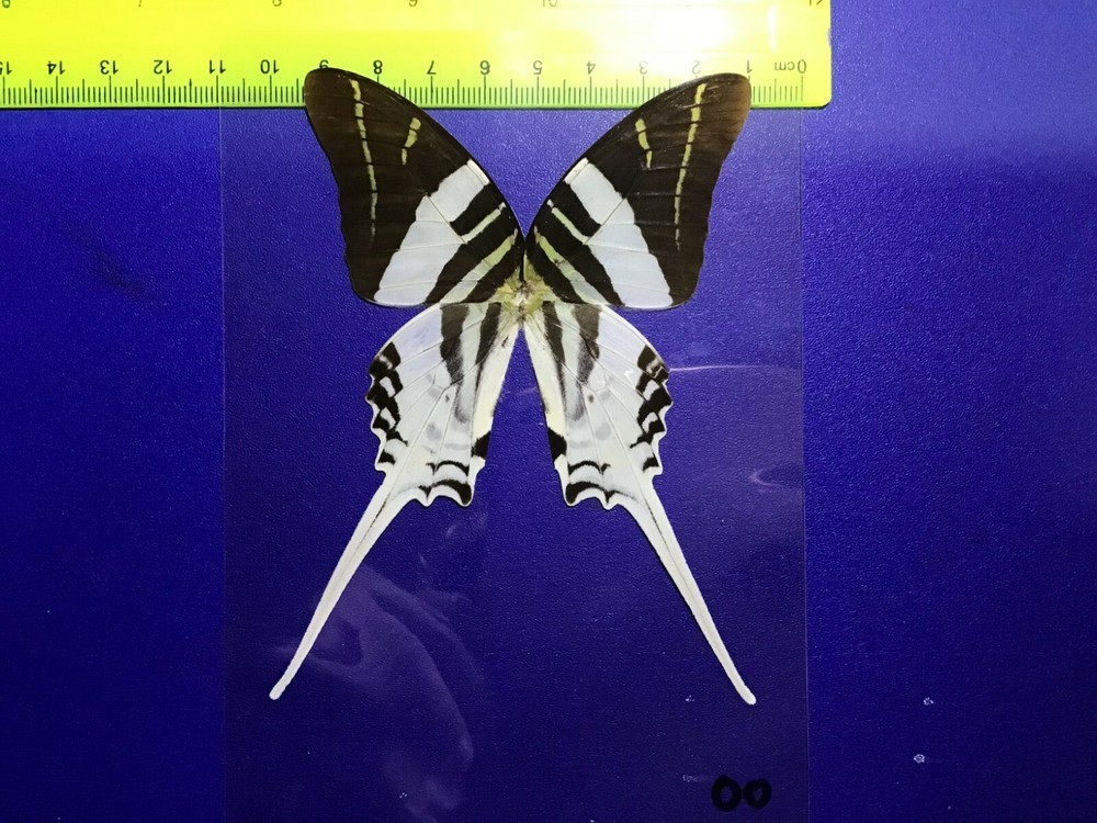 IND 00 A+/ A Graphium androcles Swordtail JUMBO Papilio