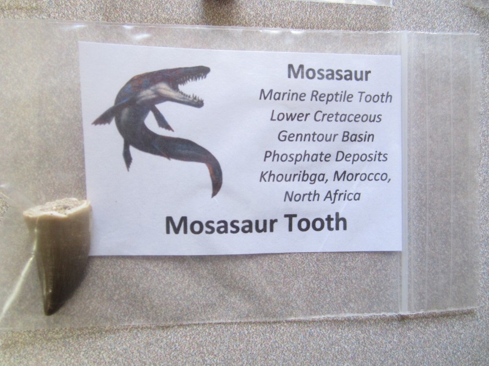 Dinosaur, Mammal, Sharks Teeth Kit