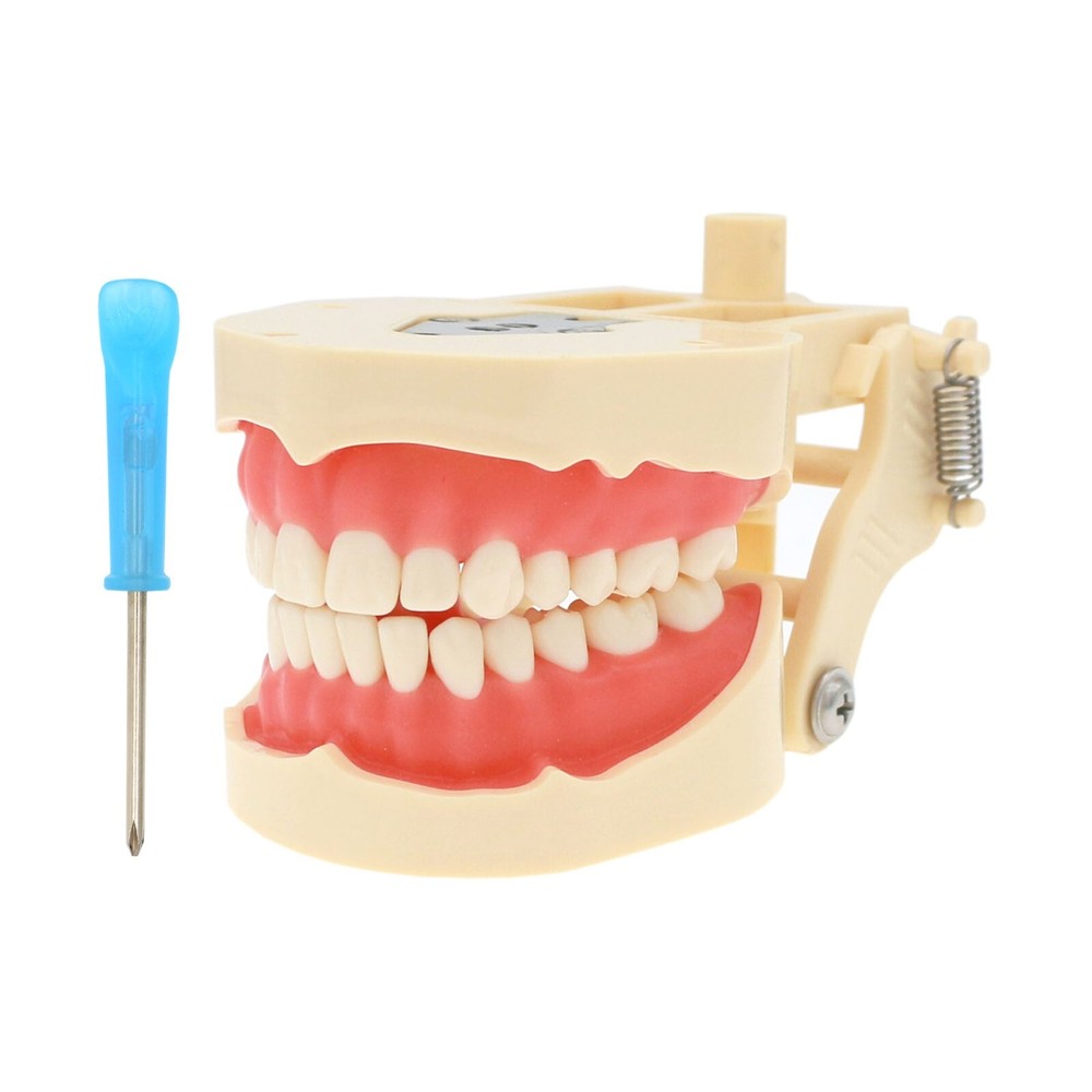 Dental Typodont 28/32PCS Teeth Models for Students Practice Model M80 Series