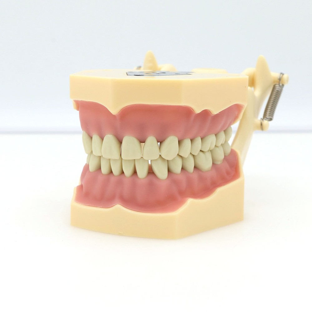 Dental Typodont Restorative Model Removable 32Pcs Teeth Frasaco AG3 Type M8014-2