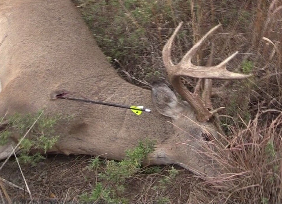 hunting blinds for deer