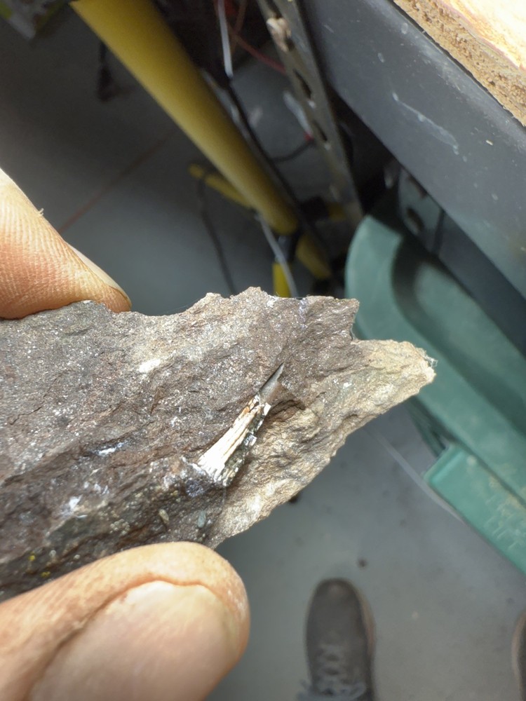 Fossil Devonian Fish Tooth