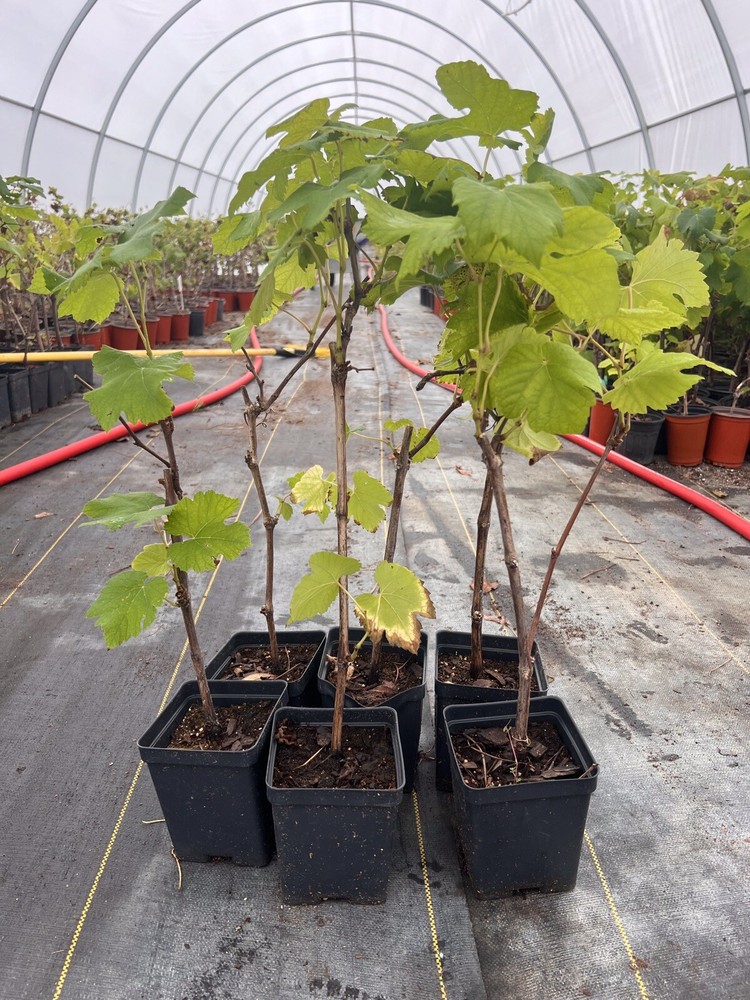 Black Spanish ‘ Favorite’ Wine Grape Vine