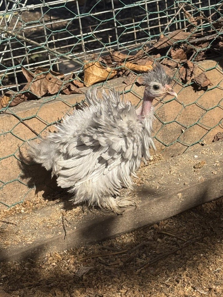 10 “Who’s Your Daddy?” Hatching Chicken Eggs 🤍