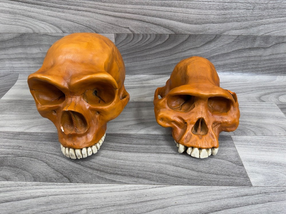 PREHISTORIC CERAMIC SKULLS LOT - NEANDERTHAL CRANIUM HEAD *AS IS*