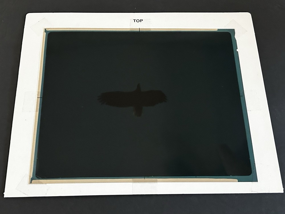 1982 NASA KSC Nature Bald Eagle in Flight Presentation Transparency-577