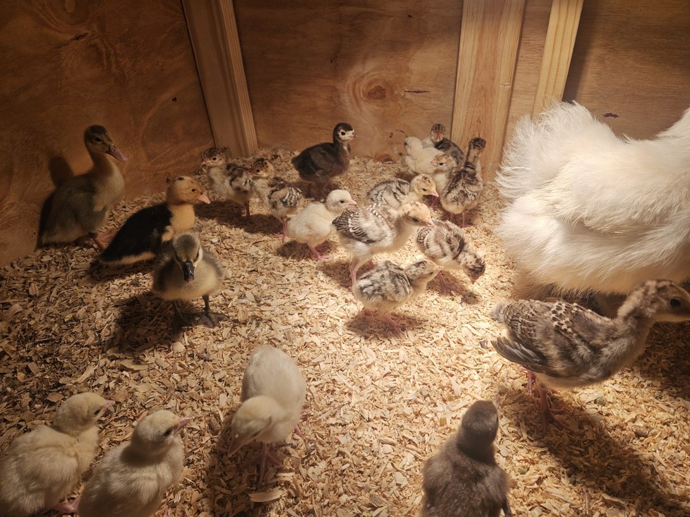 Incubator Rental For Hatching Eggs