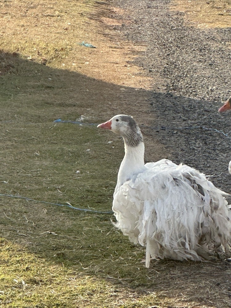 2 Sebastopol Geese Hatching Eggs read description please.