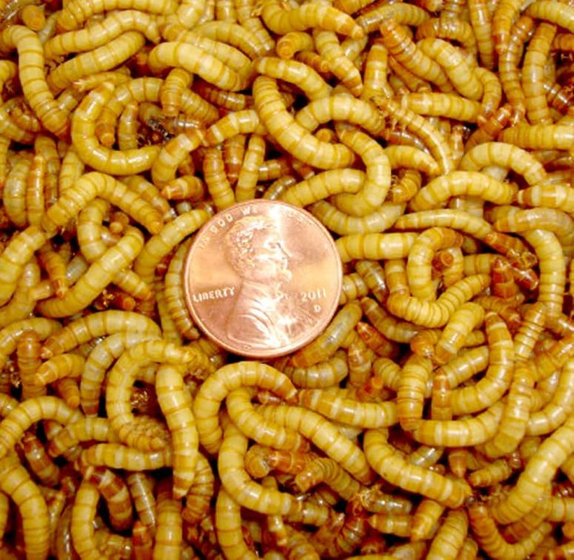 Bulk Live Mealworms - 2000 Count Bird Predator Foods