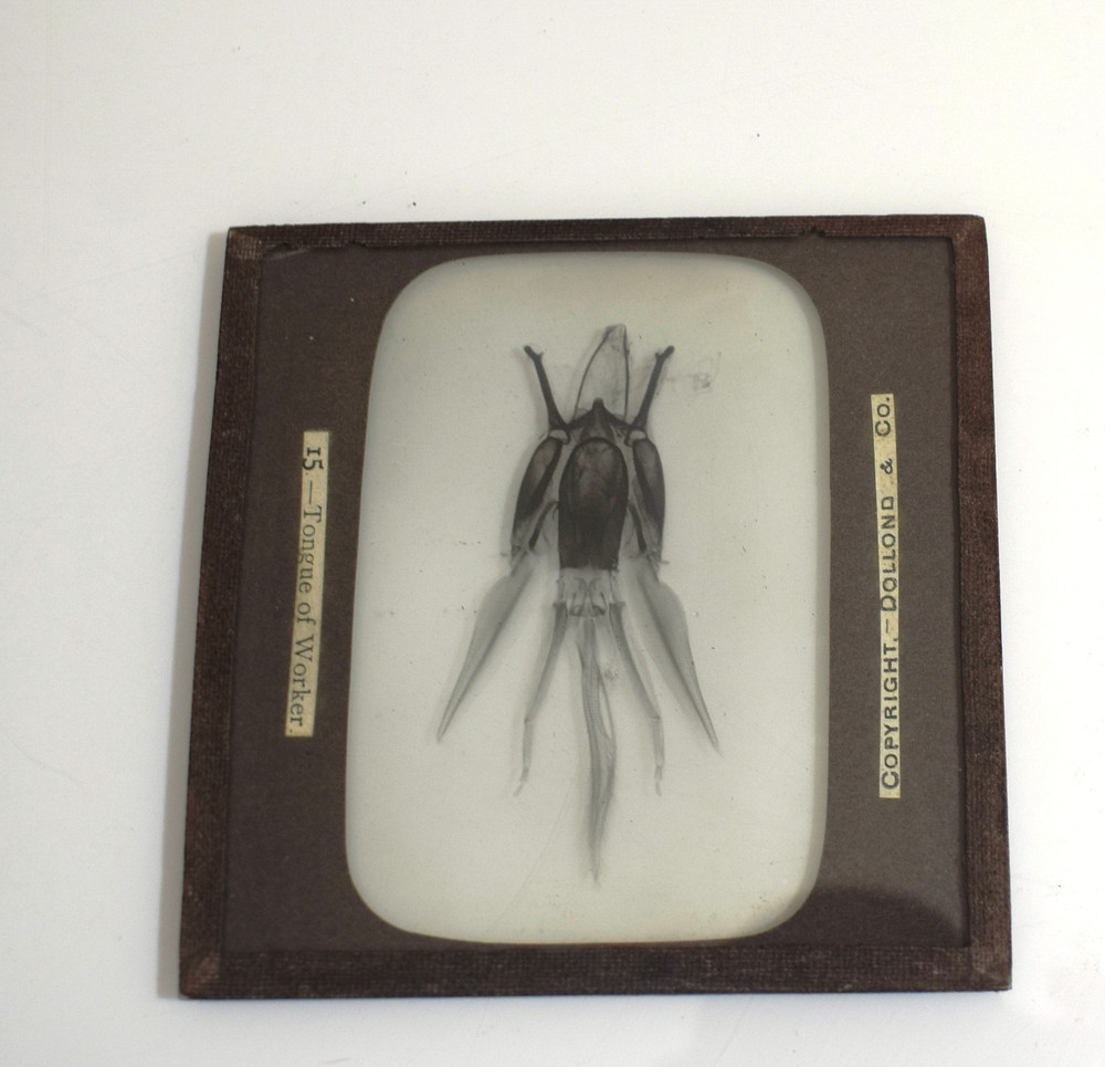 BEEKEEPING Photograph WORKERS TONGUE C1910 Magic Lantern Slide EDWARDIAN