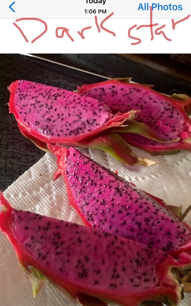 4 Dragon Fruit healthy Cutting Organic 8-14 Inches check the description