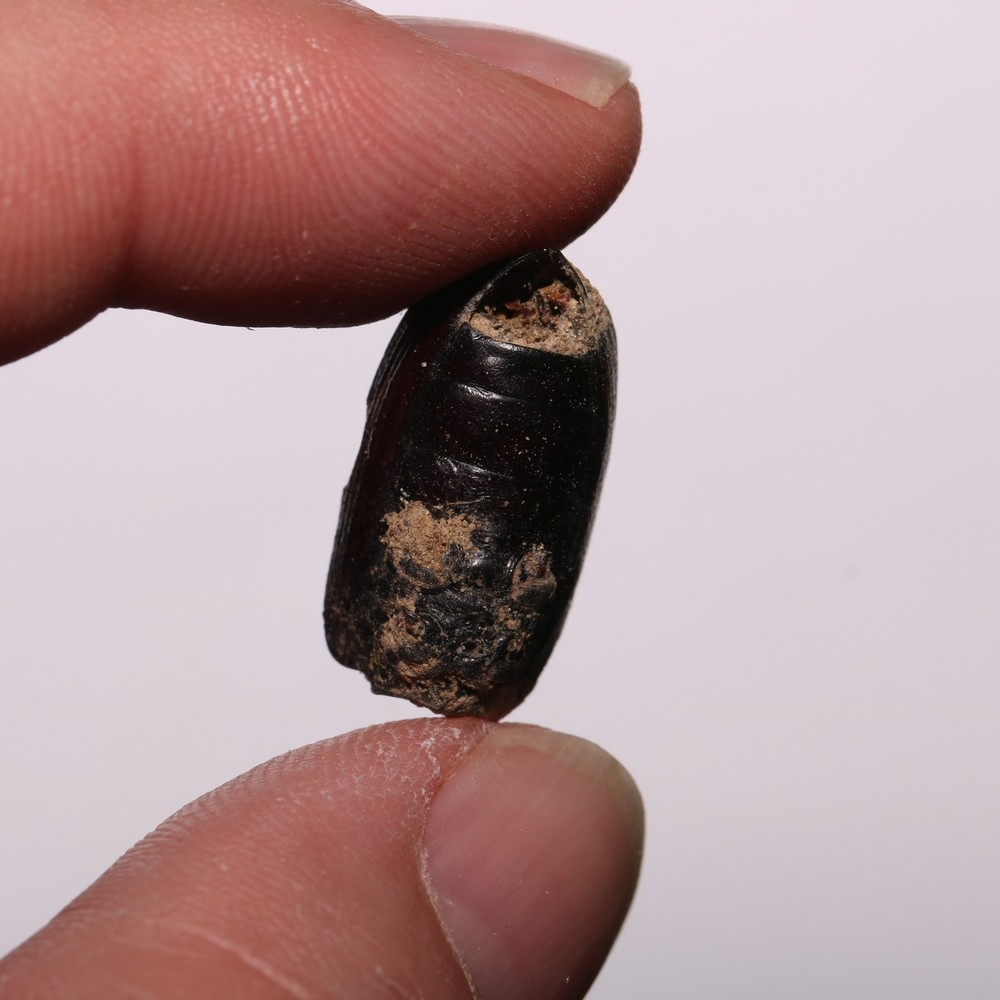 Beetle Shell Shed - Hell Creek Formation Cretaceous Beautiful Specimen