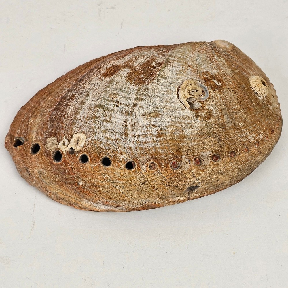 Abalone Shell 4.5" x 6" x 1 7/8"