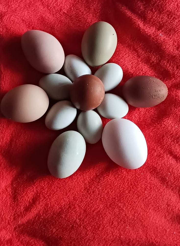 6++  Extreme Malaysian Serama Chicken Hatching Eggs (micro)