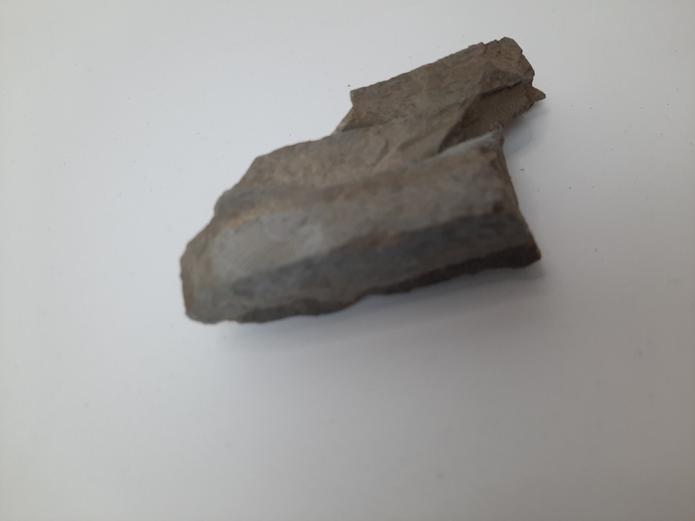 Fossil Shell carboniferous Paliozoic devonian Pennsylvanian fossilized VA
