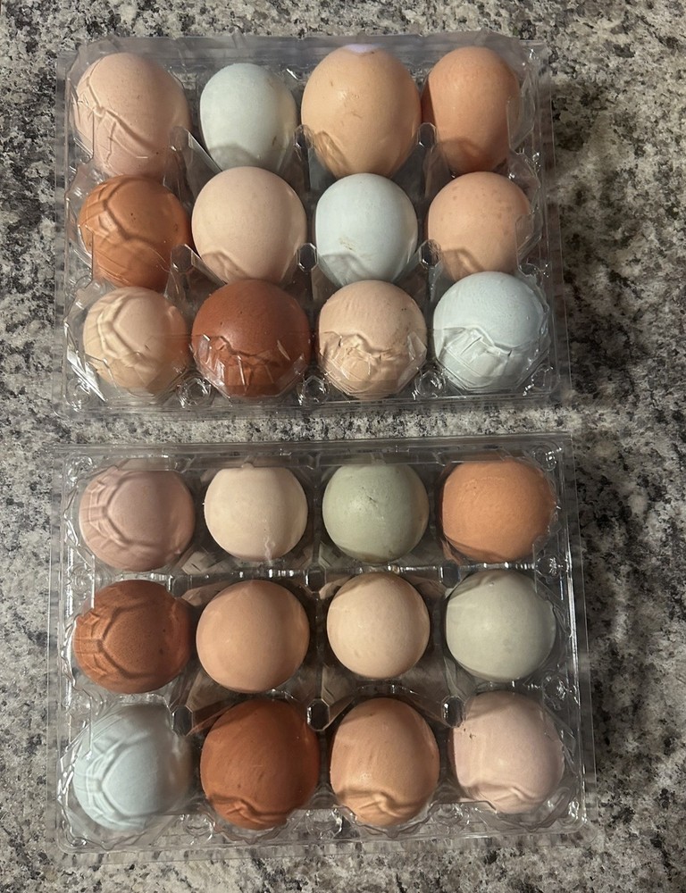12 Rainbow Barnyard Mix Hatching Eggs