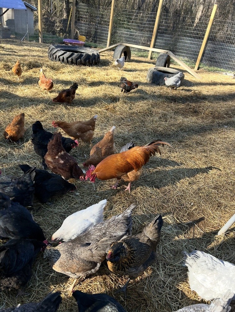 12 Rainbow Barnyard Mix Hatching Eggs