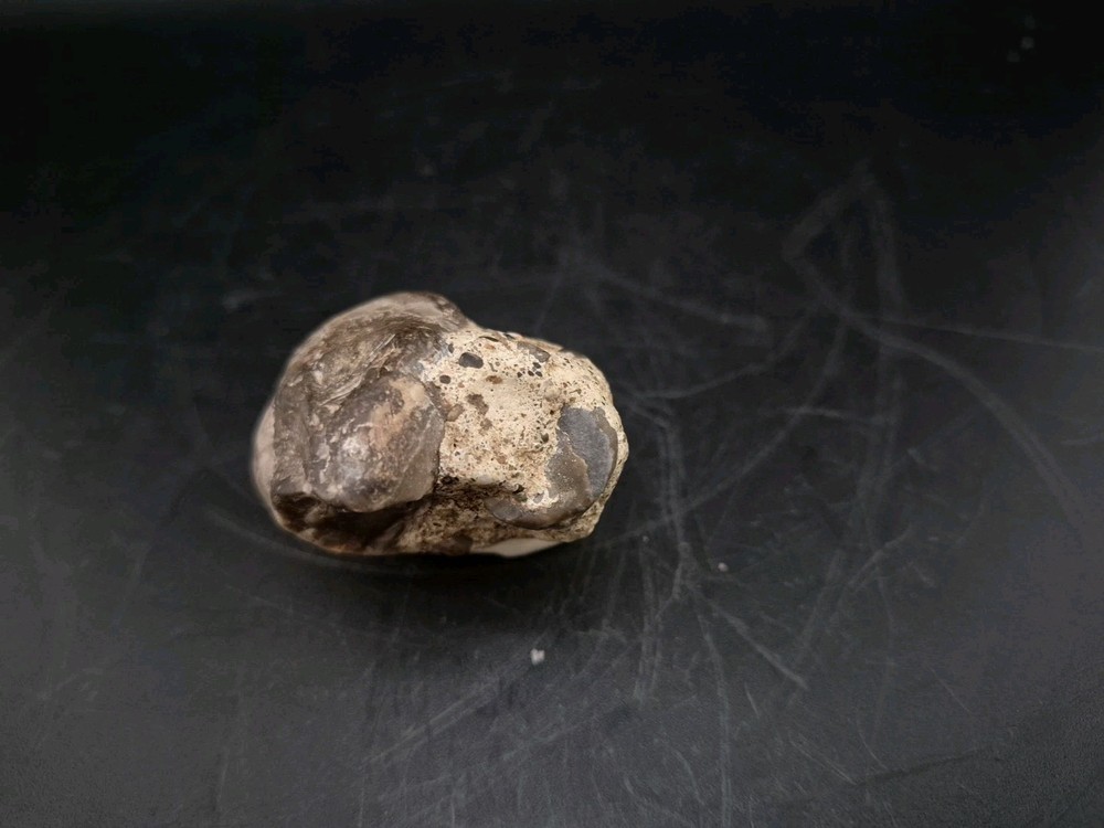 Real Egg Fossil Mullusk Snail In Stone Matrix