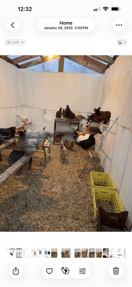 Barnyard Mix Hatching Eggs 12 Pack