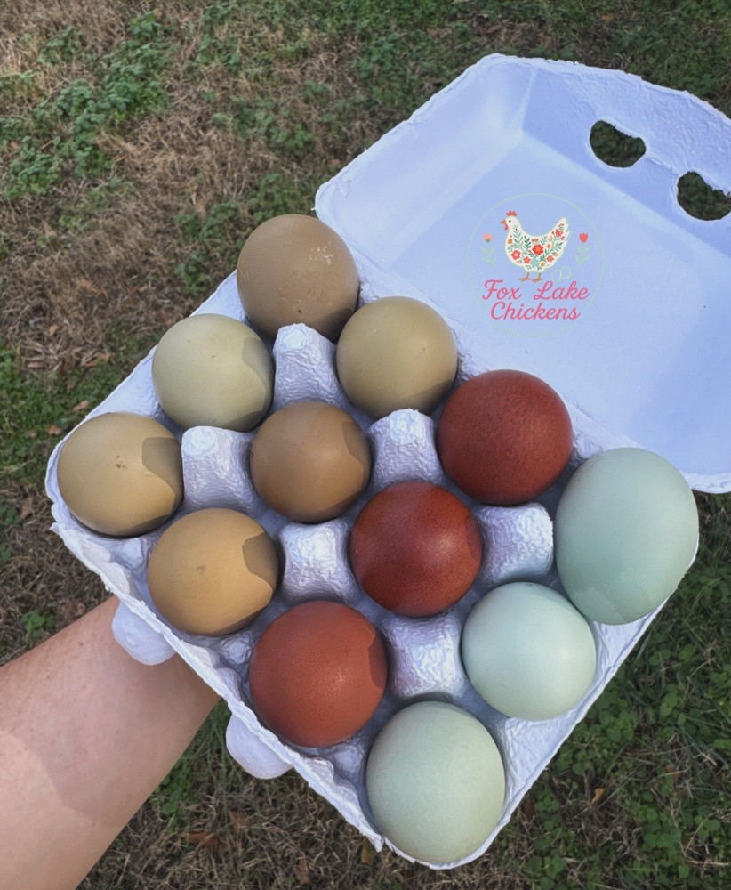 Rainbow Hatching Eggs 12+ Multi-gen Olive & Easter Egger + Black Copper Marans