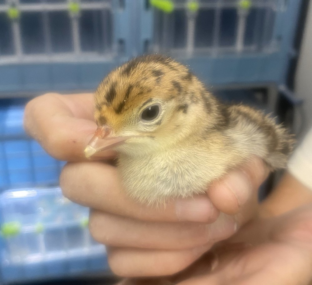 Turkey Hatching Eggs (One Dozen)