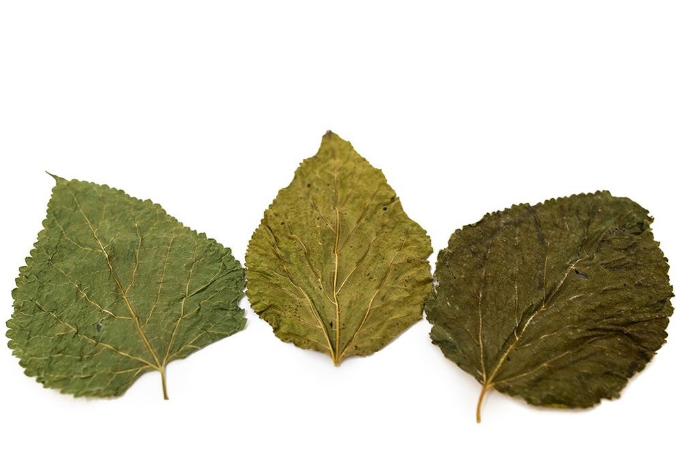 Aquatic Arts Botanical Combo Pack
