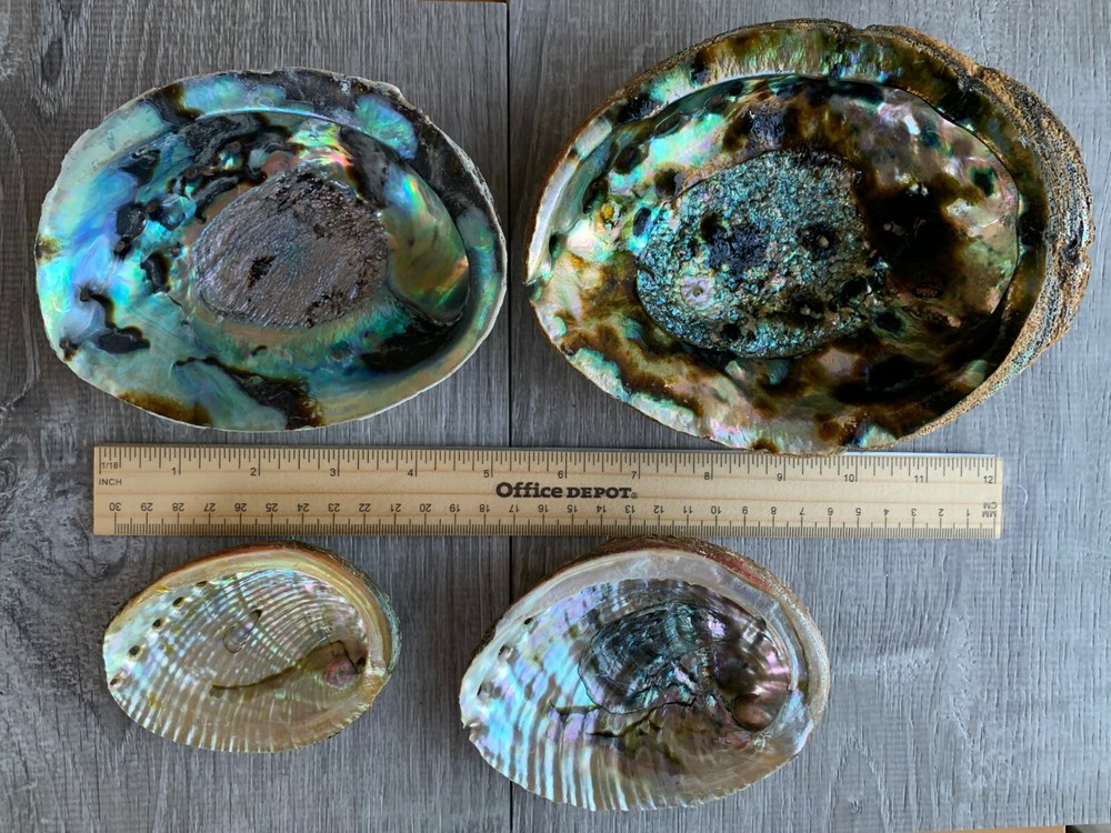 Abalone Shell, Seashell Incense Burner, Smudge Bowl / Holder, Pick a Size