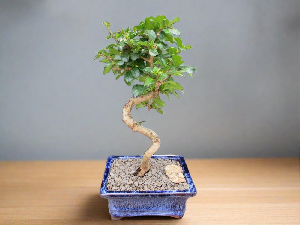 Fukien Tea Bonsai Tree - Small Curved Trunk Style