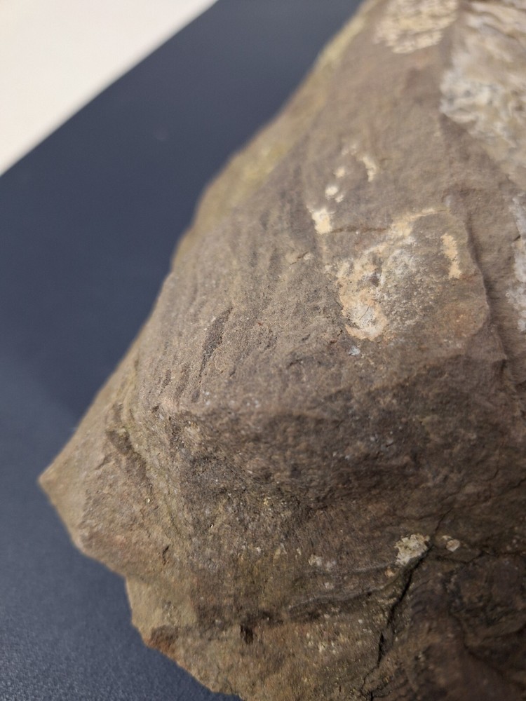 Calamite Stem Lepidodendron Paliozoic Devonian Carboniferous Virginia