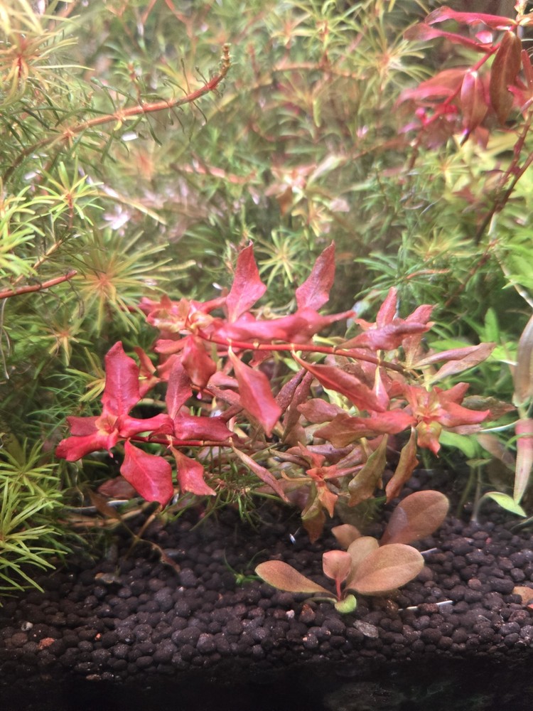 Aquatic Plant Pack 25 Stems