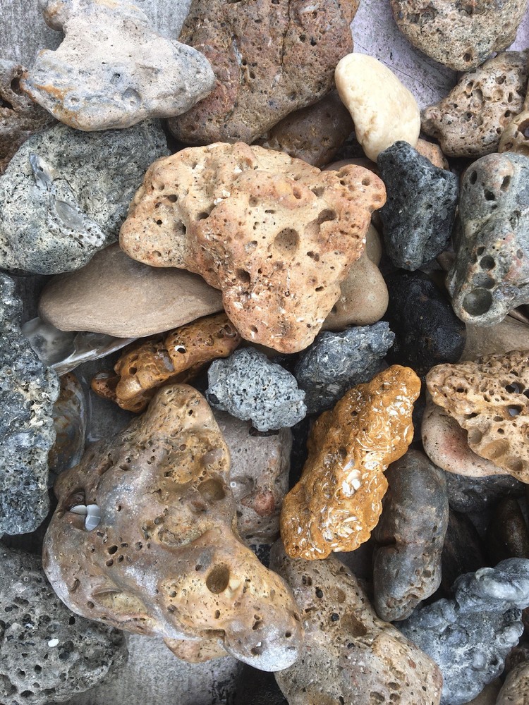 Florida Sea Rocks at least 2.5 LBS