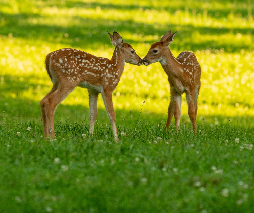Attractive Multi-Year White Clover Food Plot Seed for Deer/turkey - Spring/Fall